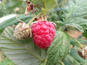 Frambuesa en la finca. Esta acabó en mi estómago