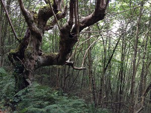Viejo árbol de paseo por el GR