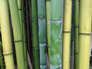 Bambú de un bosquecito cercano al Molino del Bonaco