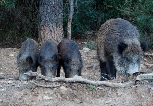 Familia de jabalíes comiendo junto a la carretera