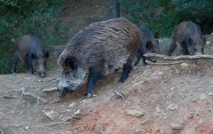 Mama jabalí buscando comida