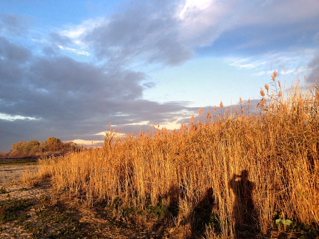 Juncos con visitantes