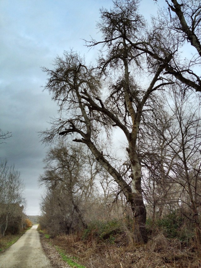 camino_presa_del_rey7