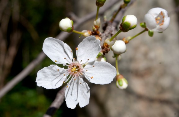 La flor del almendro