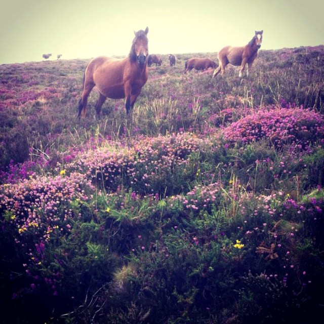 Los caballos, otro de los espectáculos de esta sierra