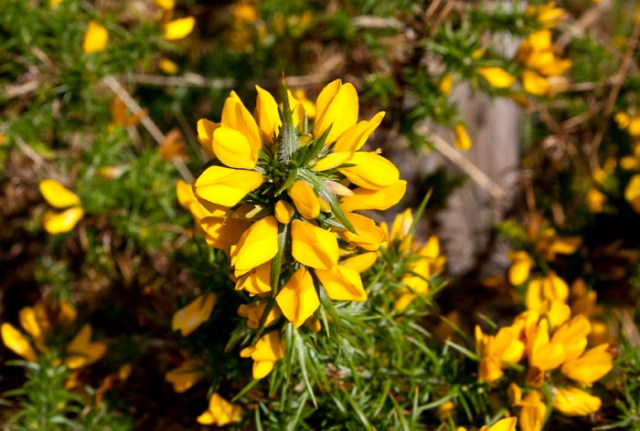 La flor del Toxo (Alrededores de Penagrande).