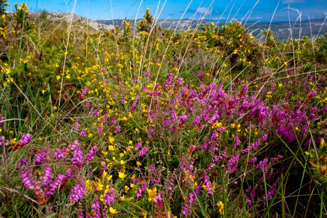 Flores de Brezo (Alrededores de Penagrande).