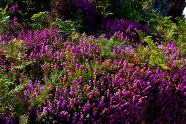 Bonita composición floral formada por brezos (Alrededores de Penagrande).