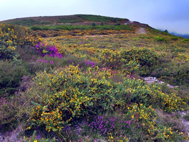 Las flores adornan las laderas del Pico de Murias (Alrededores del Pico de Murias).