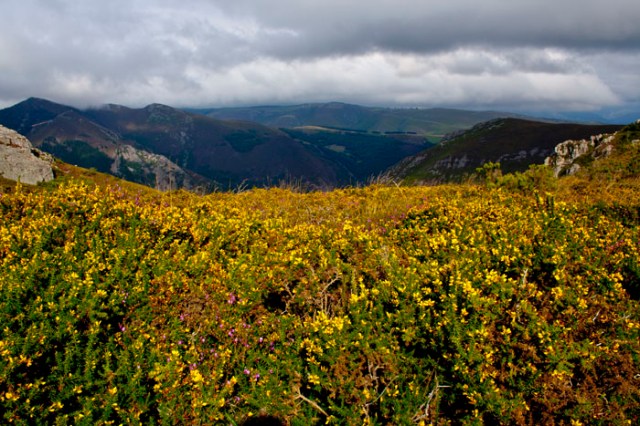Alfombra de flores de toxo (Alrededores del Pico de Murias).