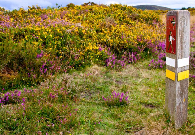 Camino muy floral (Alrededores del Pico de Murias).