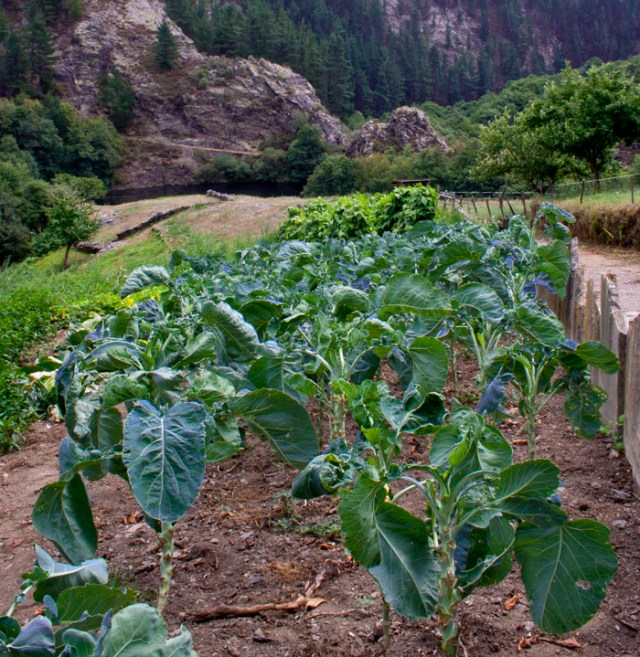 Las huertas rodean la aldea